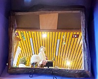 Bois flotté naturel   Style authentique   Pièce d’exception